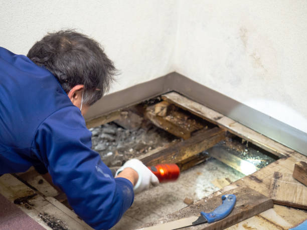 Office Mold Removal Services in Orange, CA