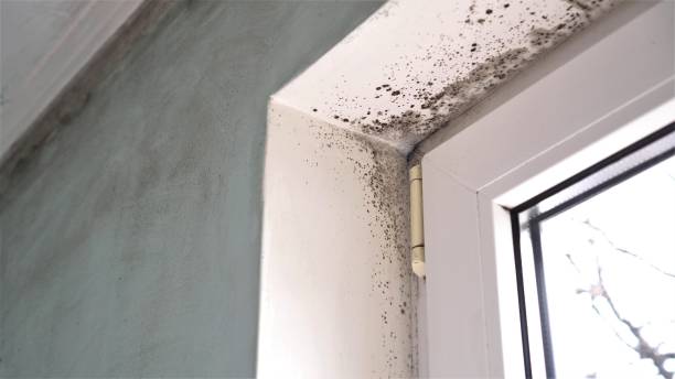 Best Emergency Mold Removal  in Orange, CA