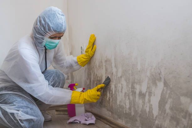 Best Attic Mold Removal  in Orange, CA