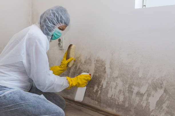 Best Mold Damage Repair  in Orange, CA