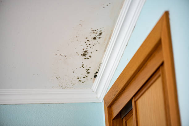 Best Mold Cleaning Services  in Orange, CA
