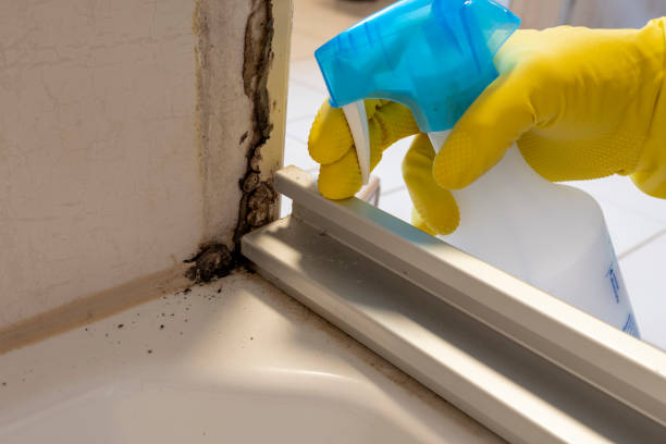 Best Affordable Mold Removal  in Orange, CA