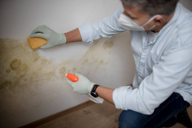 Best Mold Inspection  in Orange, CA